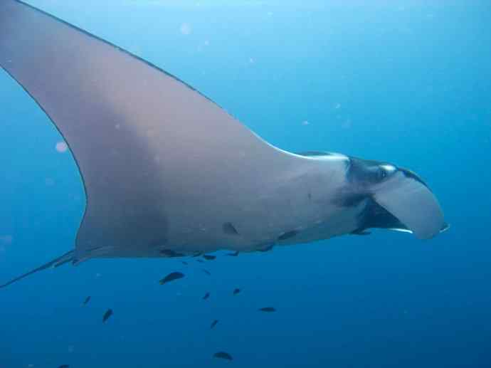 鱼类活化石：锯鳐