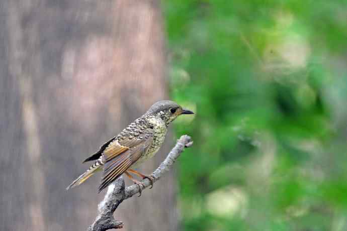 雌性白喉矶鸫（1）