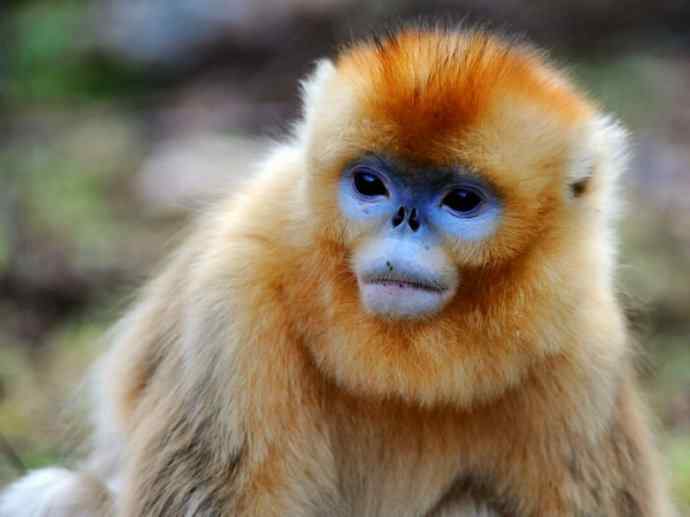 犬科:犬亚科犬属之貉 犬科:犬亚科犬属之貉