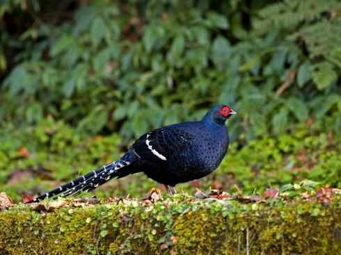 家禽驯化之源之八