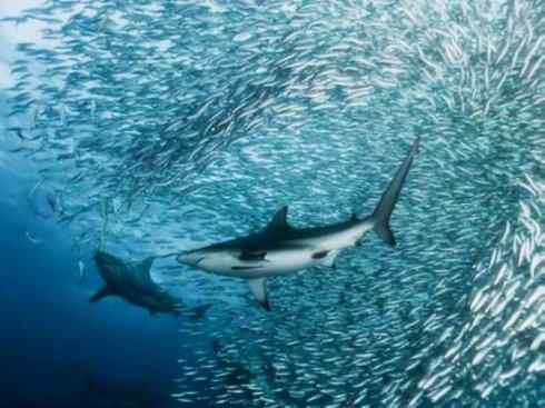 自然奇观:动物大迁徙(沙丁鱼) 自然奇观:动物大迁徙(沙丁鱼)