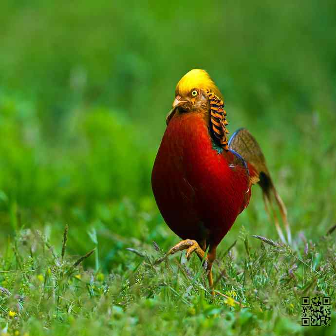 四月拍的红腹锦鸡