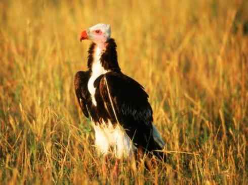 白头鸟系列:另类的美丽12 白头鸟系列:另类的美丽12