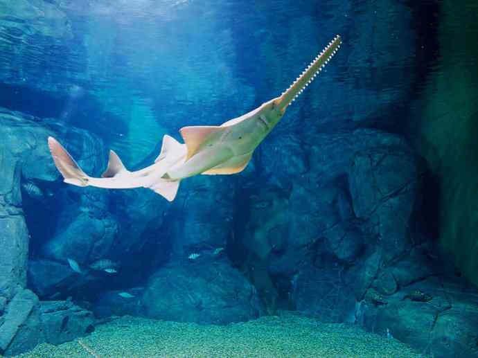 鱼类活化石：锯鳐