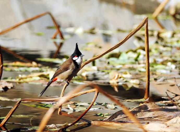 残荷上的红耳鹎