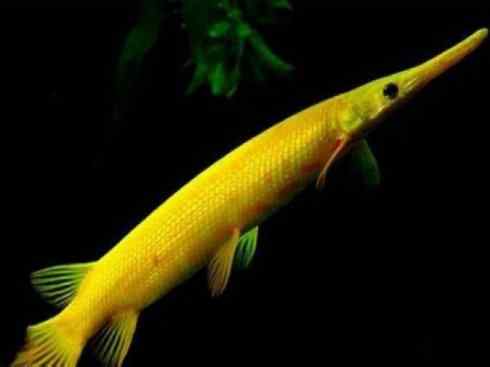 鱼类活化石:鳄雀鳝 鱼类活化石:鳄雀鳝