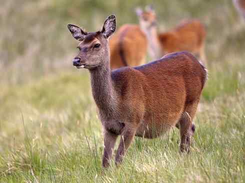 麒麟:传说的兽原型探秘(梅花鹿) 麒麟:传说的兽原型探秘(梅花鹿)