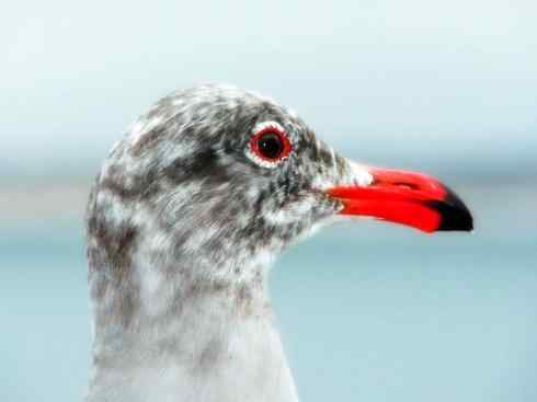 奇特的盔：白鞘嘴鸥