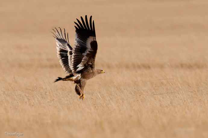 草上飞. 草原雕起飞连拍