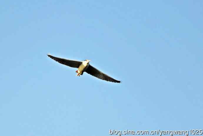 飞(夜鹭)79 飞(夜鹭)79