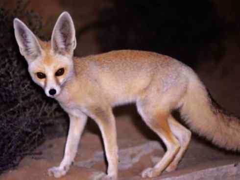 狈：传说的兽原型探秘（狐）