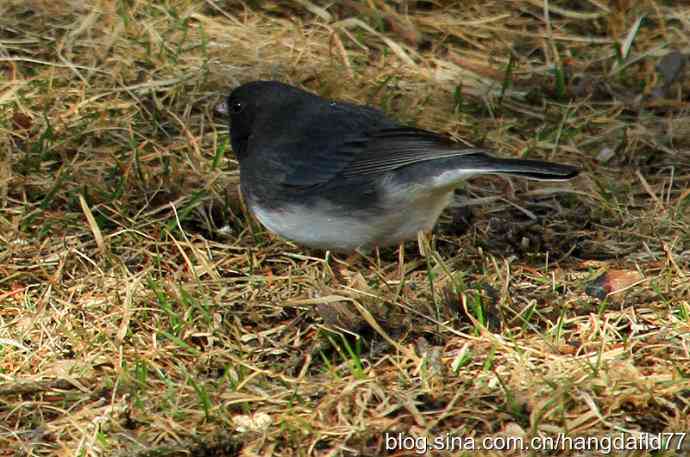 灰蓝色灯心草雀