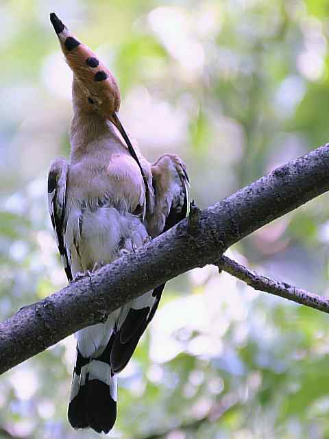 戴胜开冠数毛（鸟儿为悦己者容）