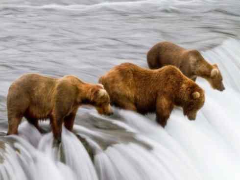 十大喜食蜂蜜动物：棕熊