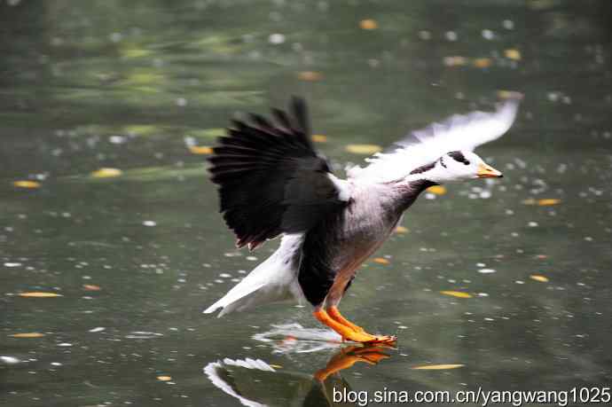 斑头雁（抓拍）2