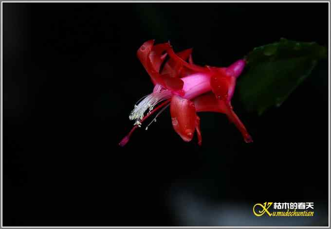 拍鸟需要一种心境【照片】