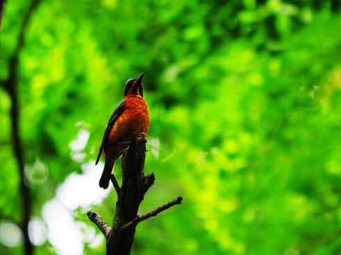 美丽无罪:雀鸟之矶鸫 美丽无罪:雀鸟之矶鸫