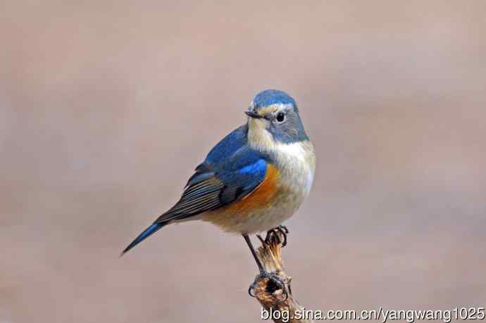 雄性红胁蓝尾鸲（23）