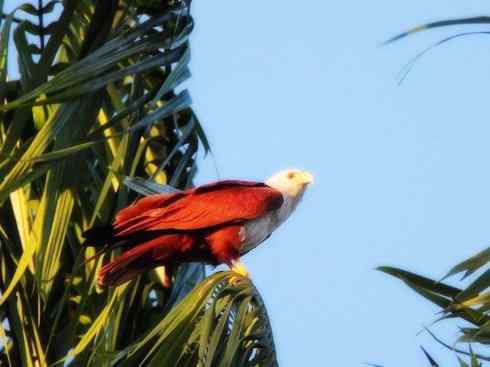 白头鸟系列:另类的美丽12 白头鸟系列:另类的美丽12