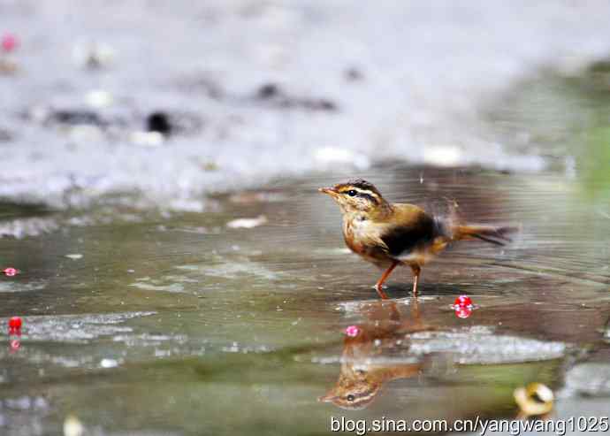 洗浴中的褐柳莺