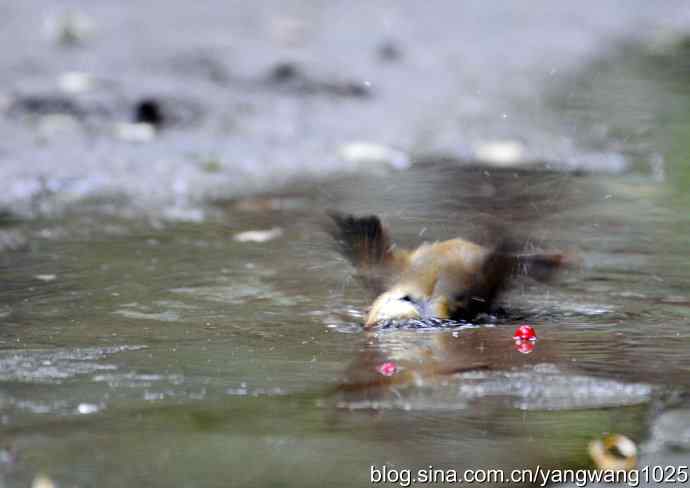 洗浴中的褐柳莺