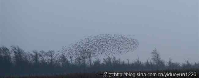 野外打鸟之二十五 紫翅椋鸟和黑太阳