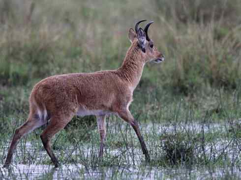 麒麟：传说的兽原型探秘（马羚）