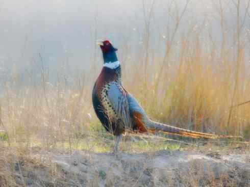 家禽驯化之源之五