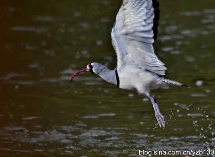 游白河峡谷，观鹮嘴鹬起落飞舞（组图，16张图片）