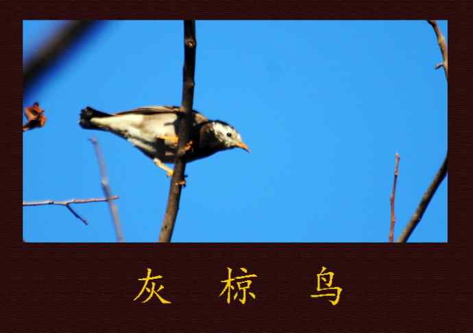 北京天坛公园的鸟类——灰椋鸟