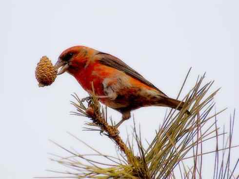 猎奇：奇特的鸟喙之四