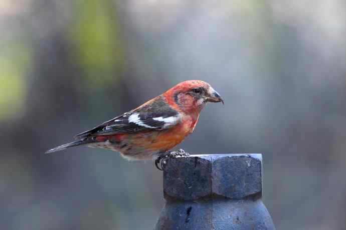 【罕见白翅交嘴雀】