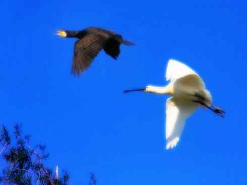 猎奇：奇特的鸟喙之八(重发之黑琵鹭)