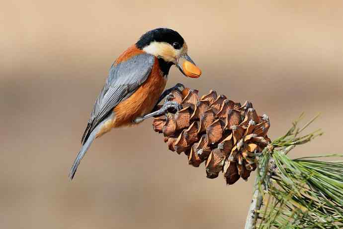 【新鸟】稻香湖的杂色山雀