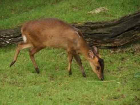 麒麟：传说的兽原型探秘（麂）