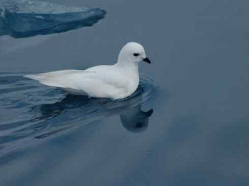 奇特的盔:雪海燕 奇特的盔:雪海燕