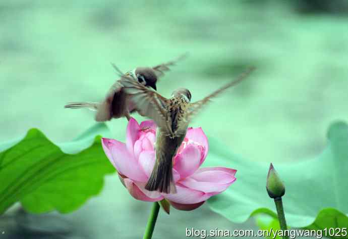 北京紫竹院公园的鸟类——雀与荷 3（领地之争纪实）