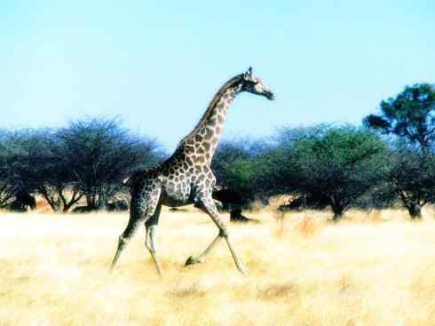 麒麟：传说的兽原型探秘（长颈鹿）