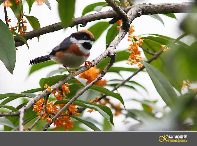 近期记录的杂鸟几片【实拍】