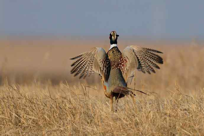 晨光里的环颈雉☆