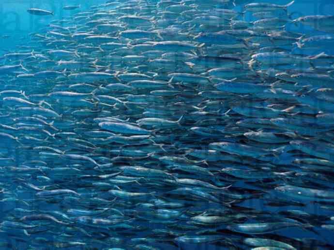 鱼类活化石：虱目鱼