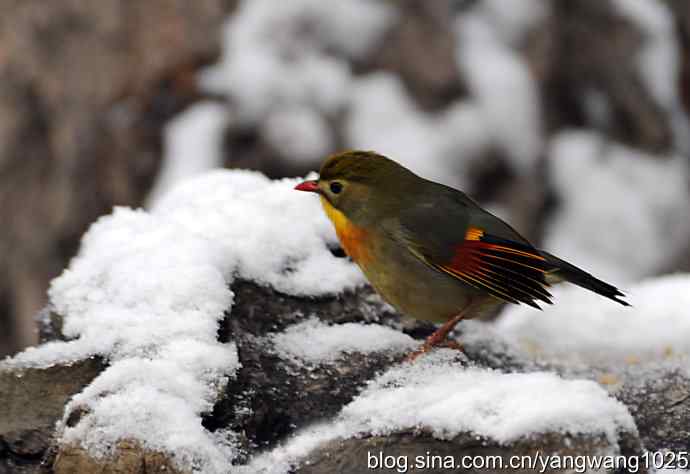 雪中相思鸟 wbr2