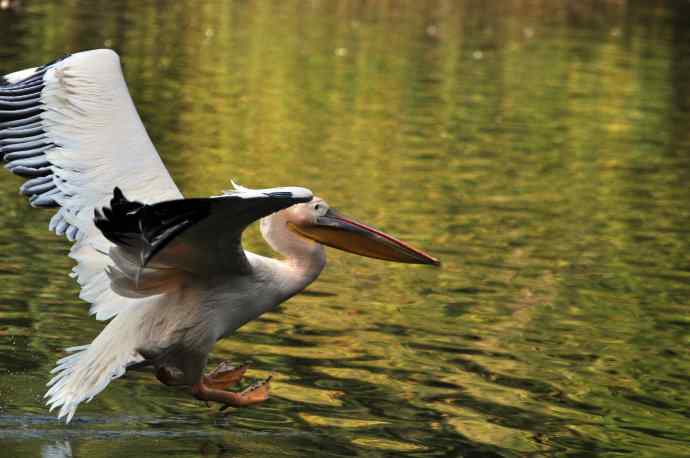 再拍鹈鹕 wbr wbr13