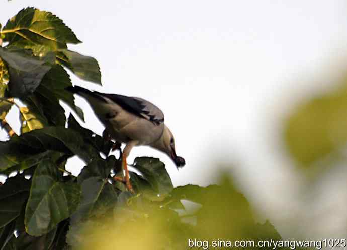桑树上的北椋鸟、丝光椋鸟 桑树上的北椋鸟、丝光椋鸟