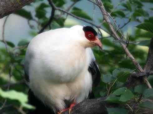 家禽驯化之源之五