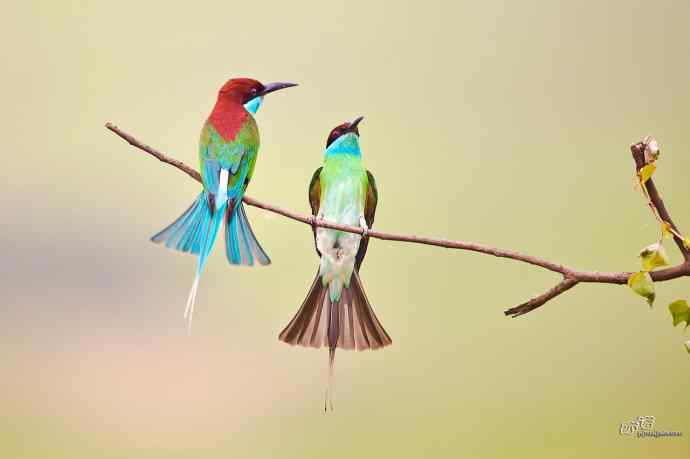 湖北大悟的蓝喉蜂虎 湖北大悟的蓝喉蜂虎