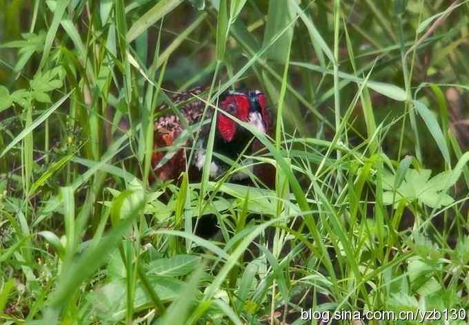 闲庭信步环颈稚（组图，21张图片）