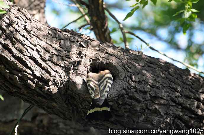 尽职尽责 wbr无私奉献（戴胜育雏纪实）