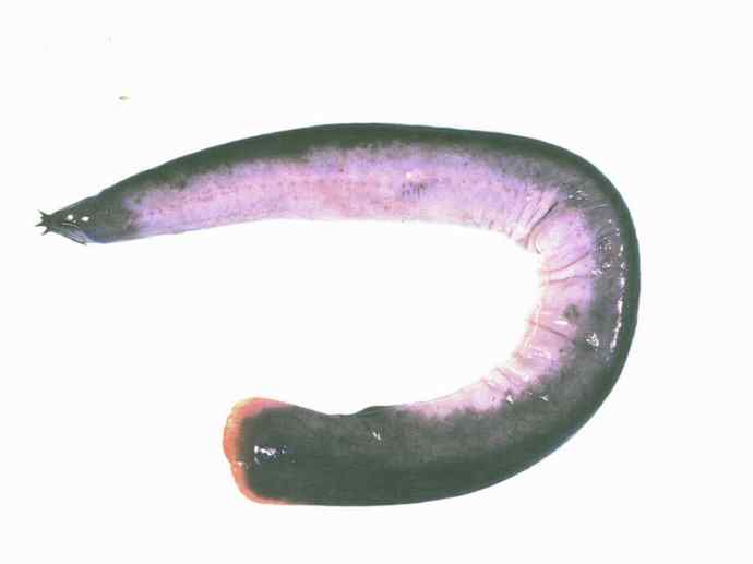 鱼类活化石：盲鳗