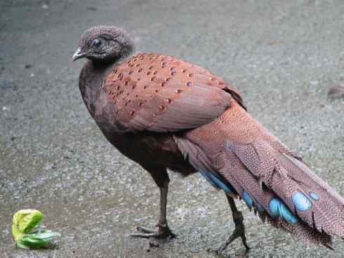 凤凰：传说中的鸟原型探秘（孔雀雉）